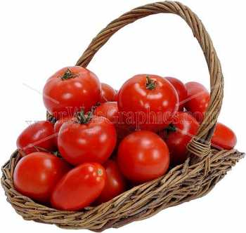 photo - tomatoes-jpg